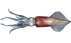 Longfin inshore squid